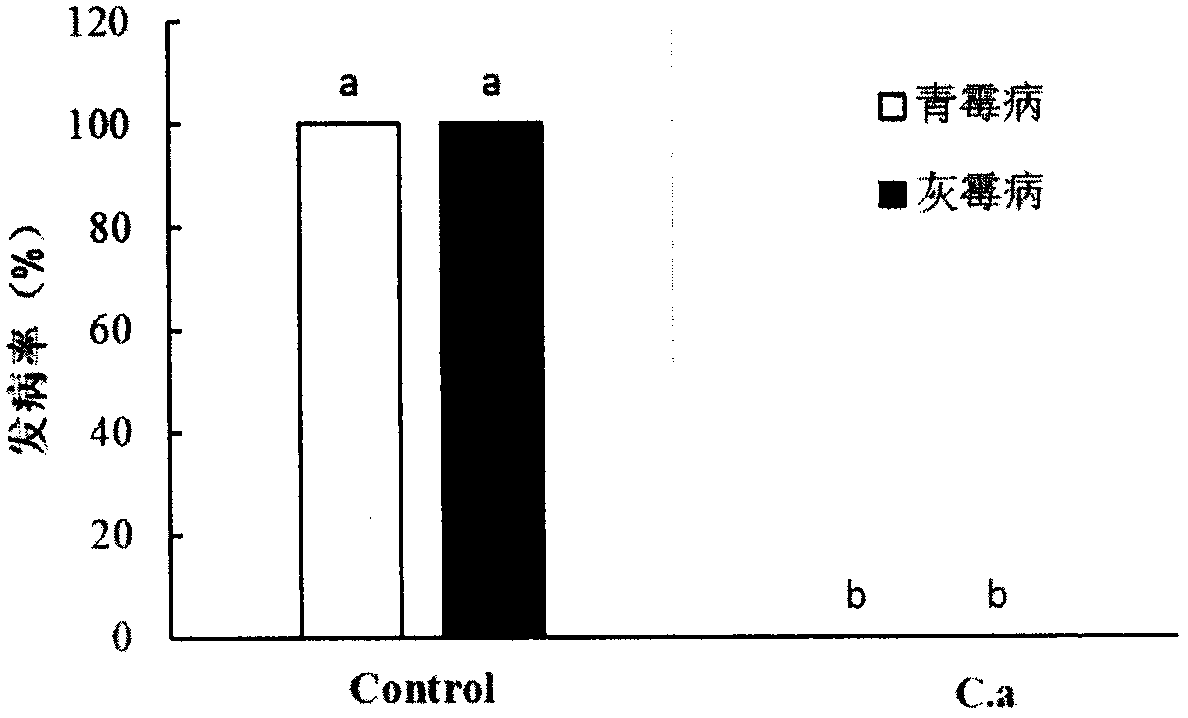 Antagonistic yeast Candida anatomiae as well as preparation and application method thereof