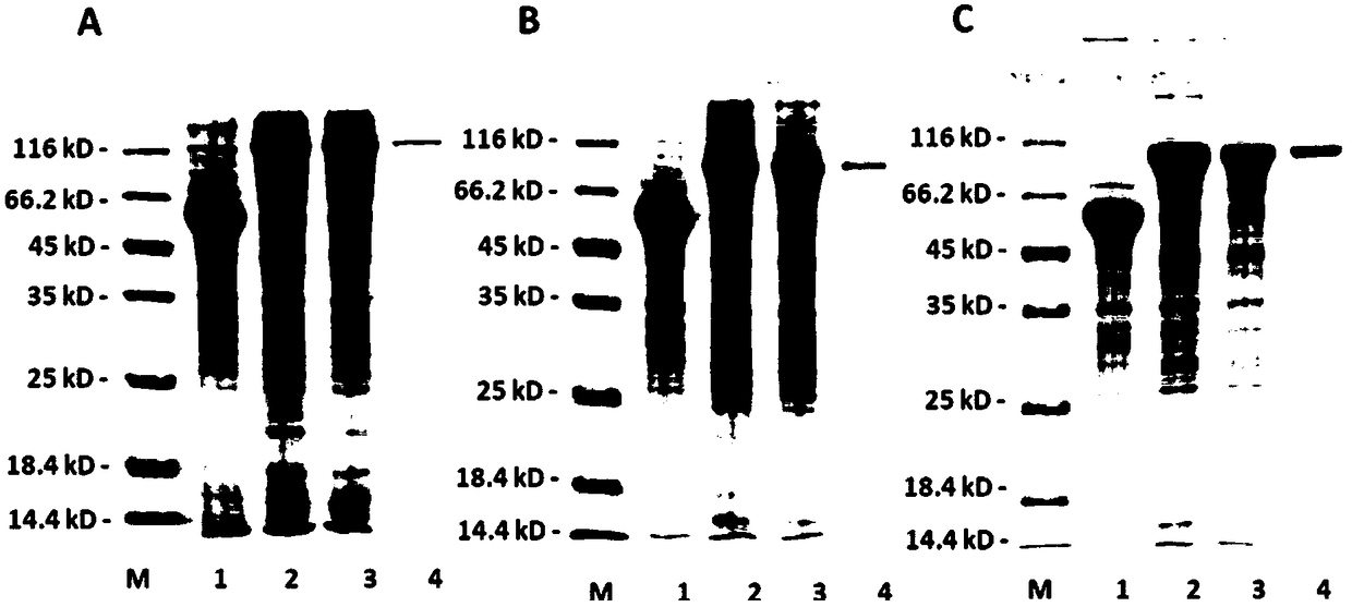 M-preferred monosaccharide exo-algin lyase Aly-6 as well as coding gene and application thereof