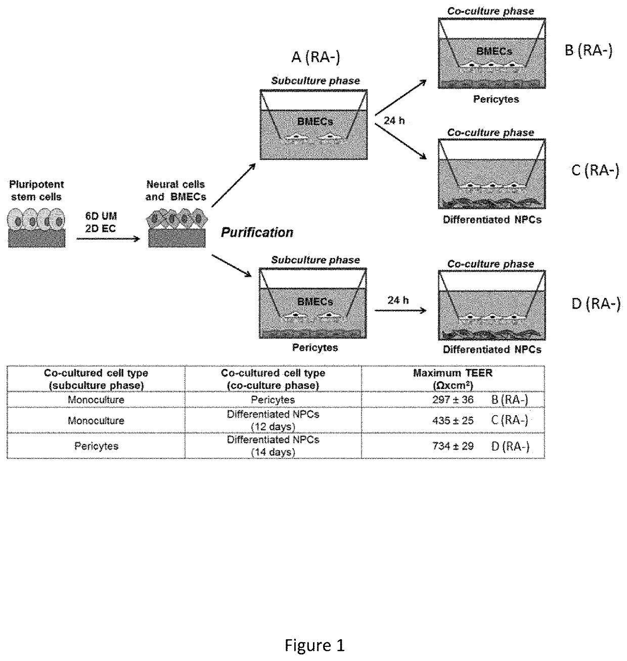 Retinoic acid enhanced human stem cell derived blood brain barrier model