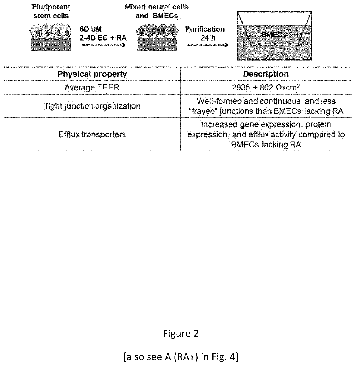 Retinoic acid enhanced human stem cell derived blood brain barrier model