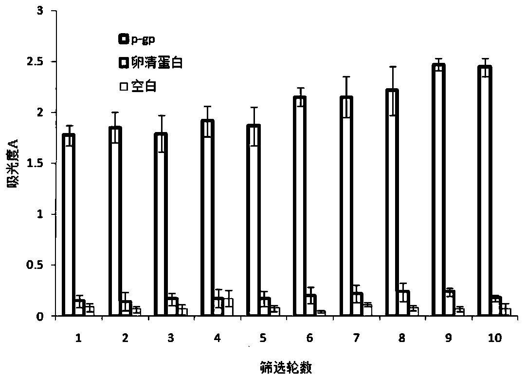 Nucleic acid aptamer specifically binding to P-glycoprotein, and preparation method and application of nucleic acid aptamer