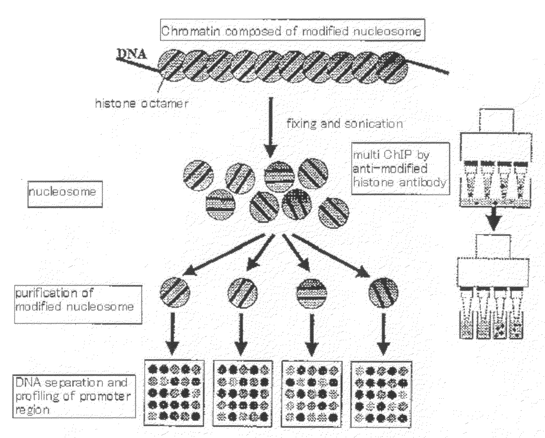 Method for isolation of biopolymer by using re-circulating chromatography