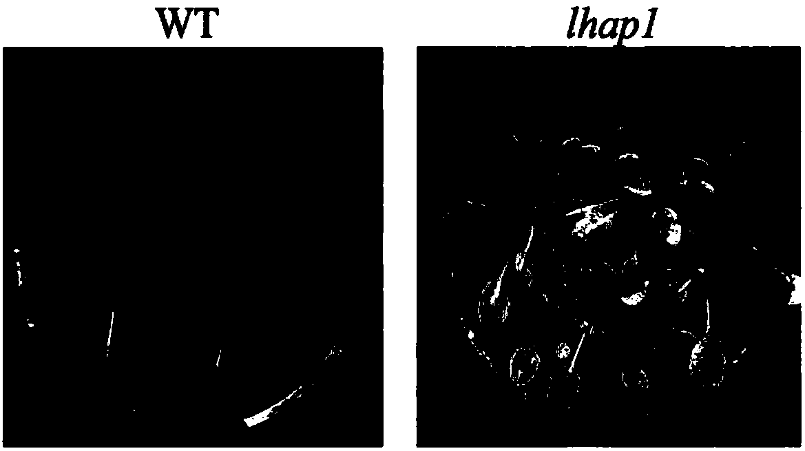 Application of LHAP1 protein and its coding gene in regulation of plant photosynthesis