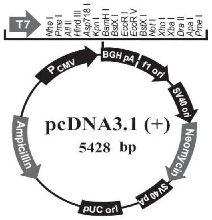 mip3α-fgfr1-pd1/fc fusion protein and its nucleic acid molecule and application