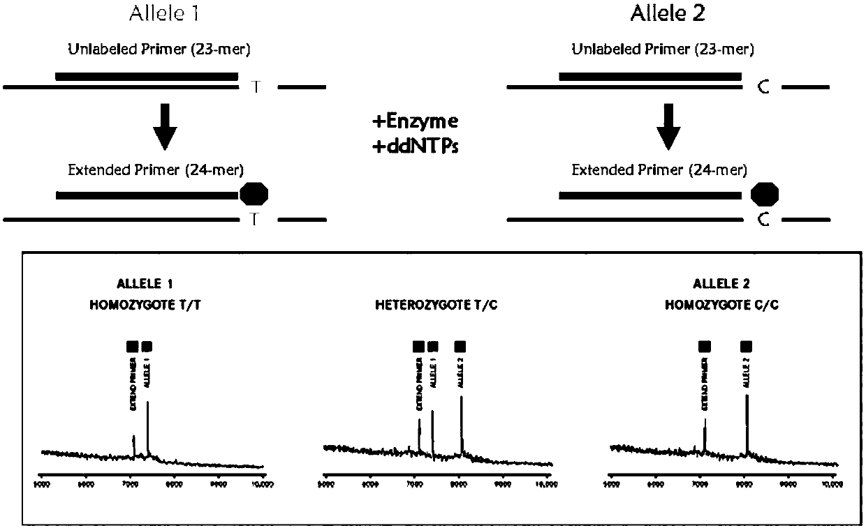 Gene detection kit for guiding individualized medication of nitrendipine drug for reducing high blood pressure