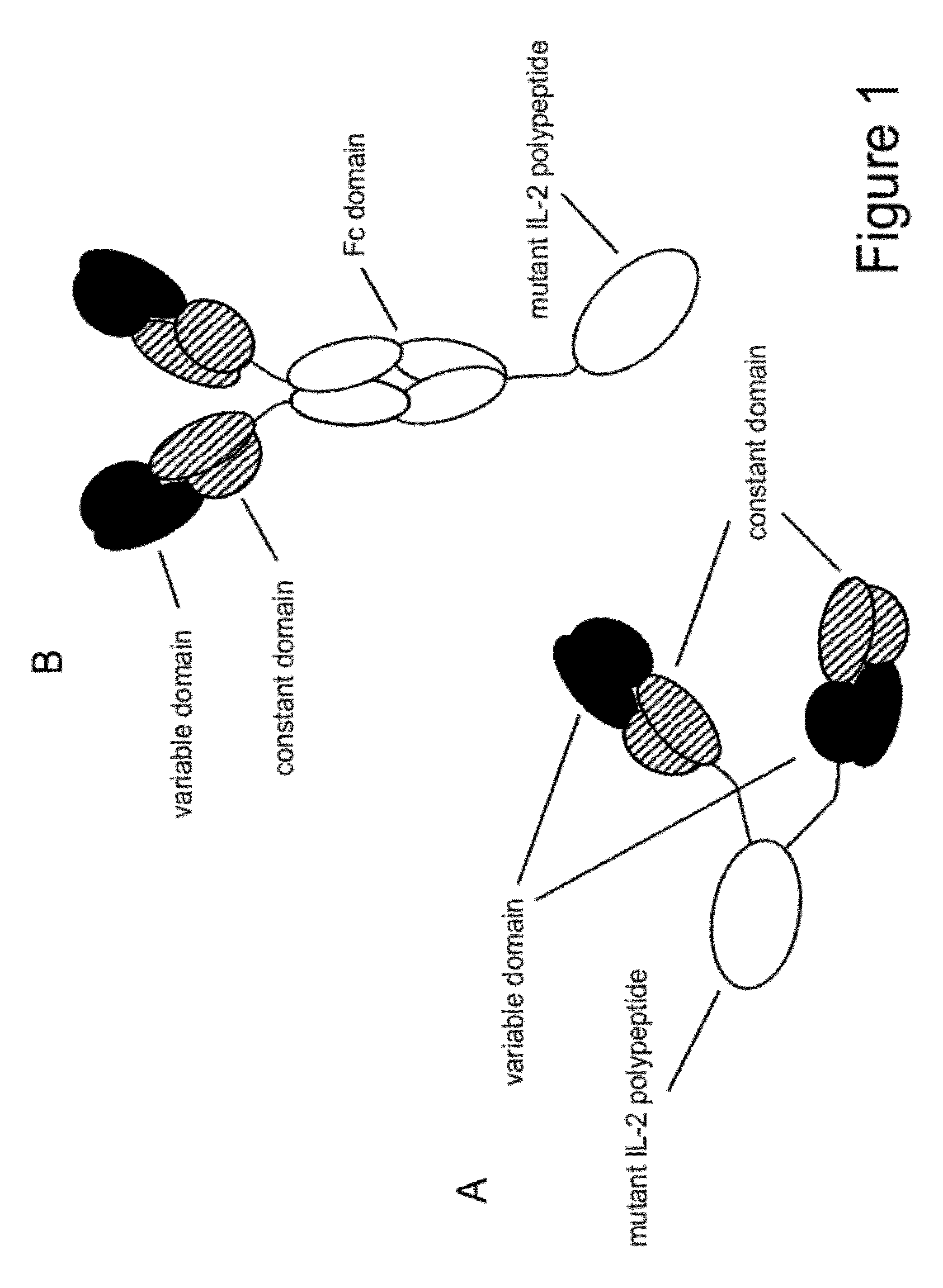 Mutant interleukin-2 polypeptides