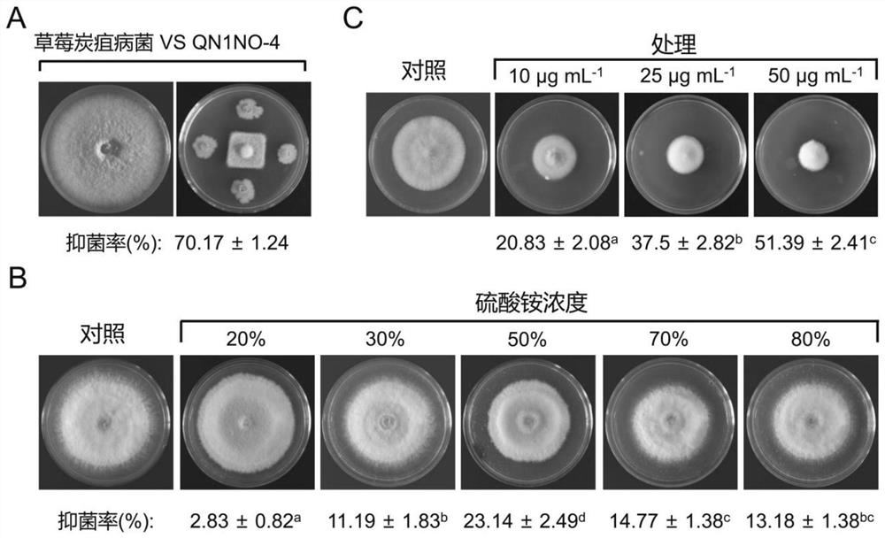 Bacillus new species with Colletotrichum fragariae inhibition activity, and application of bacillus new species