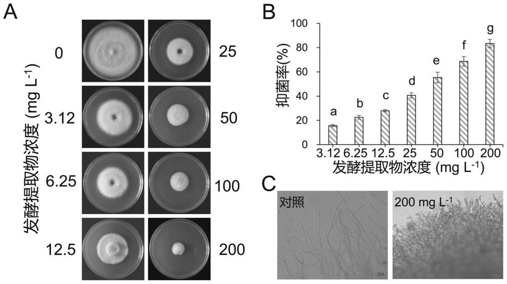 Bacillus new species with Colletotrichum fragariae inhibition activity, and application of bacillus new species