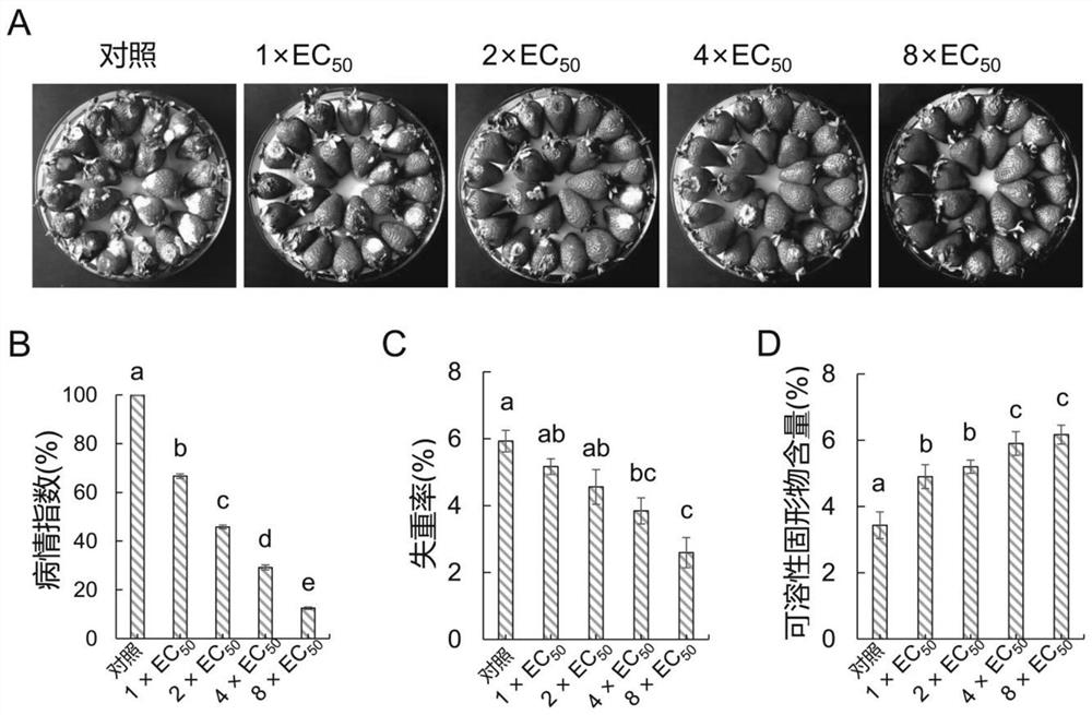 Bacillus new species with Colletotrichum fragariae inhibition activity, and application of bacillus new species