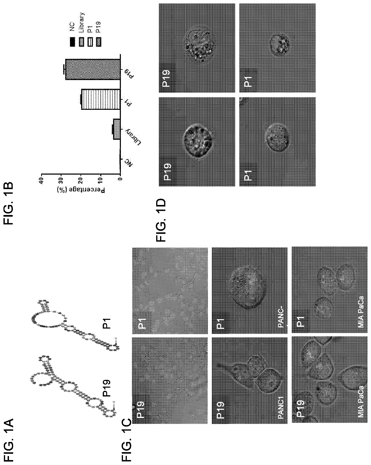 Anti-cancer RNA aptamers