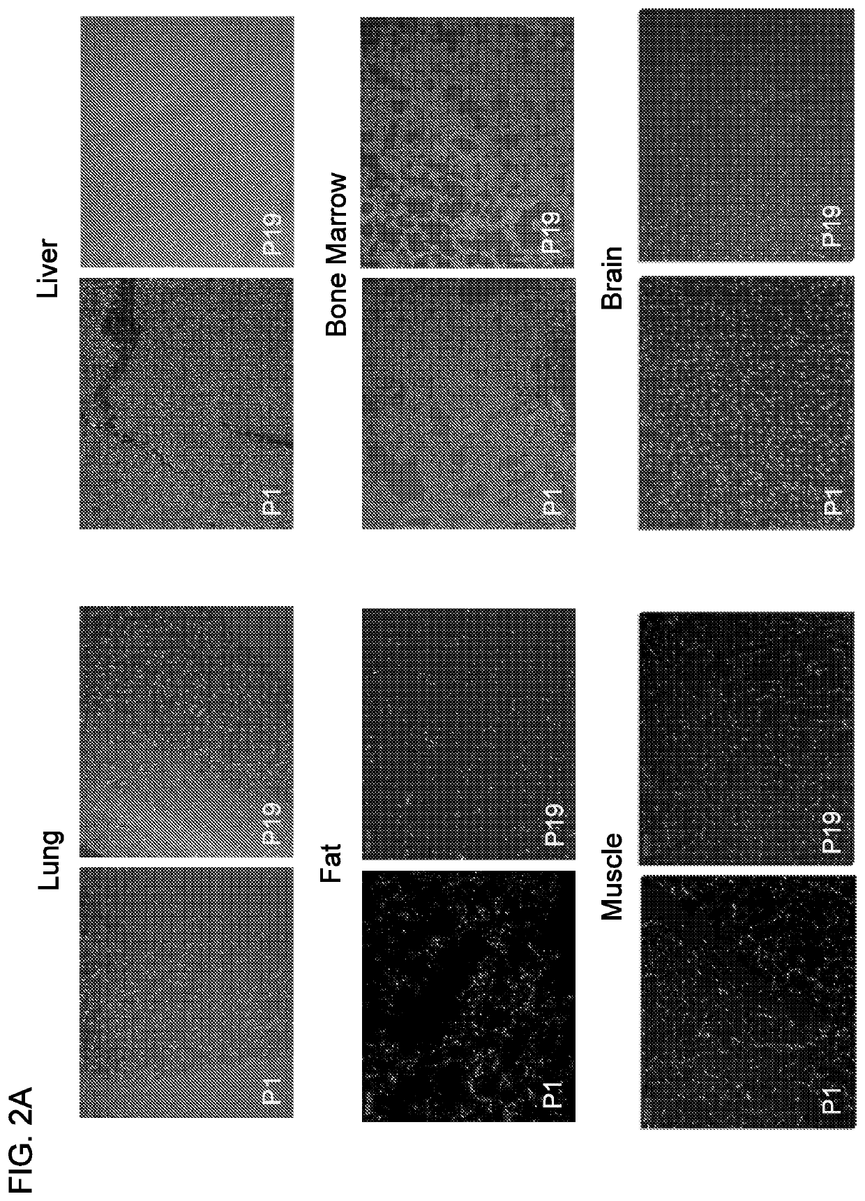 Anti-cancer RNA aptamers