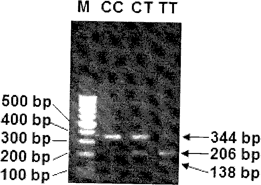 Pig muscle quality correlated numerator mark CSRP3 clone and application thereof