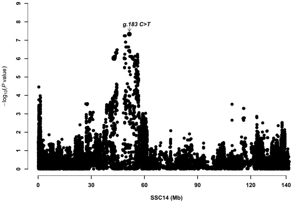 SNP molecular marker related to residual feed intake of pigs and application thereof