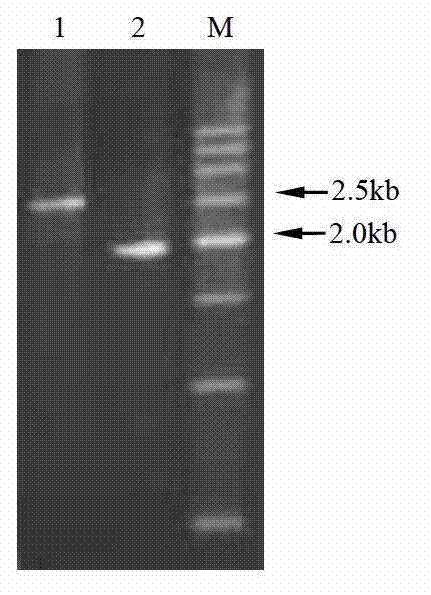 Rape BnPAB5 gene and application thereof