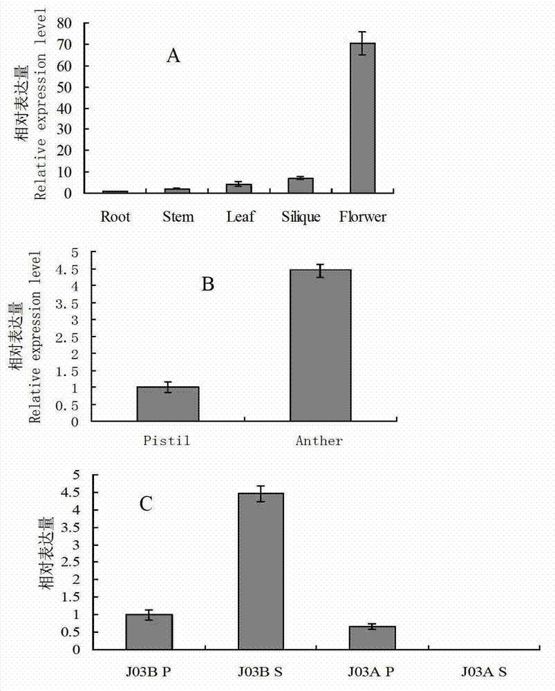 Rape BnPAB5 gene and application thereof