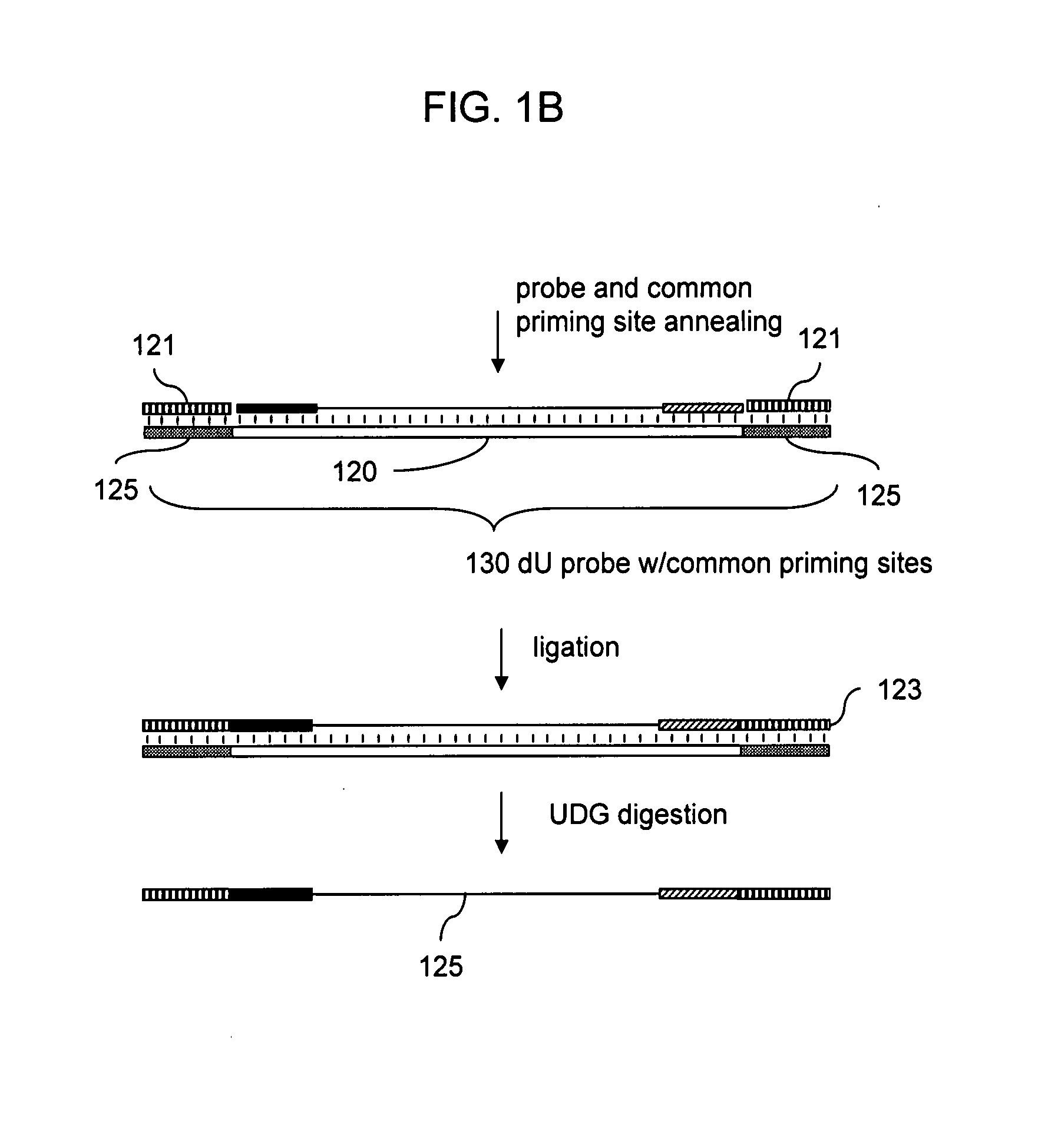 Methods of Analysis of Methylation