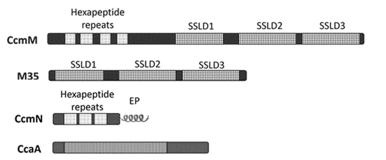 Minimized cyanobacterial microcompartment for carbon dioxide fixation