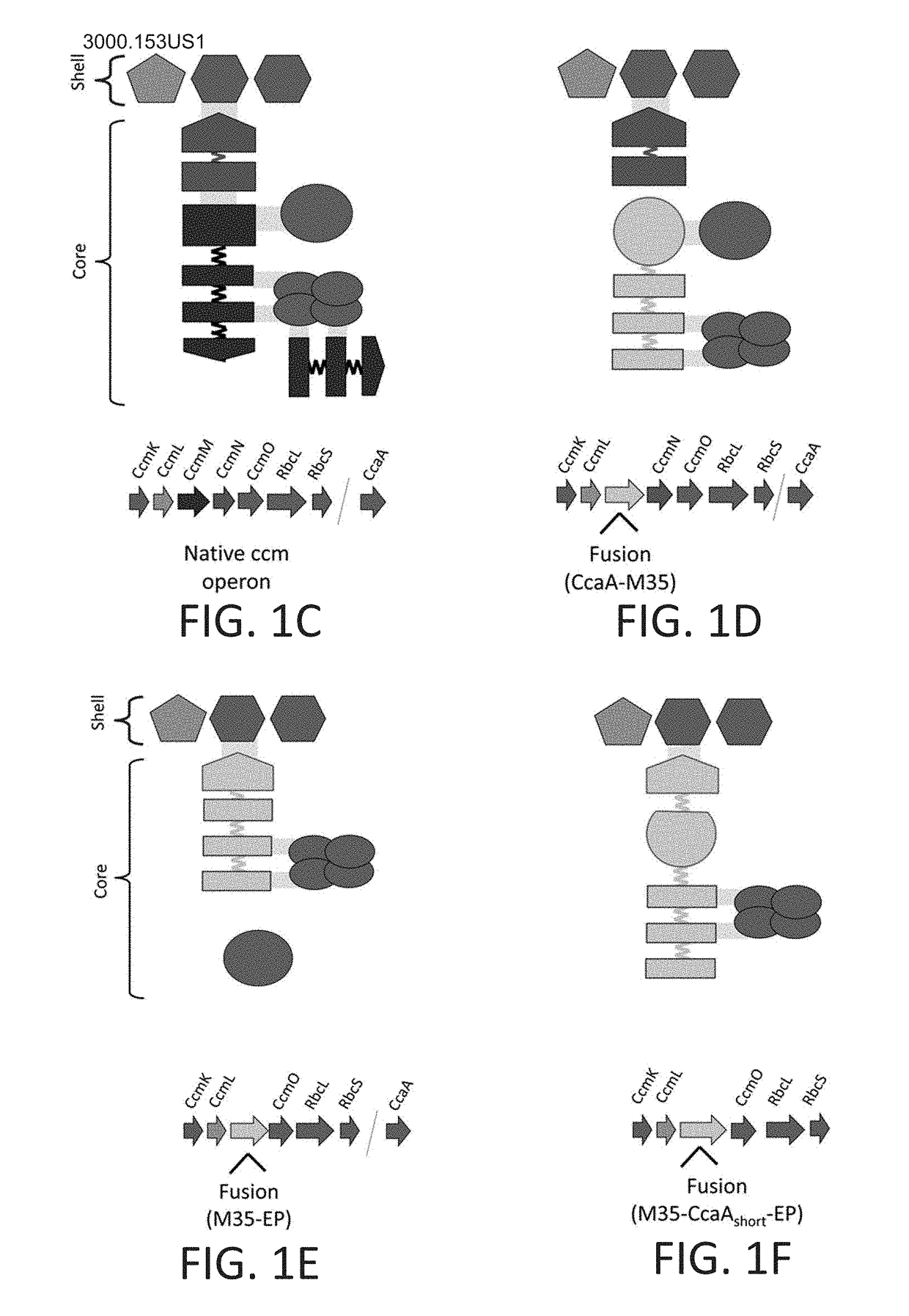 Minimized cyanobacterial microcompartment for carbon dioxide fixation