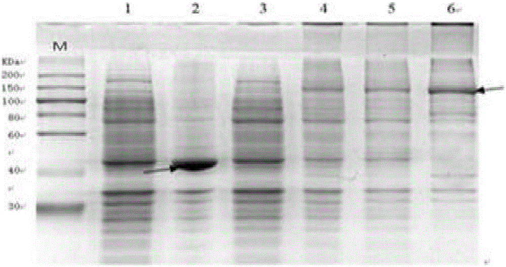 Theanine synthetase gene and method for preparing theanine