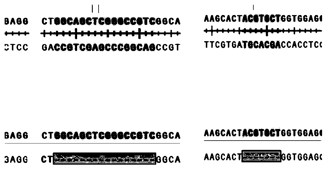 Target MYO9B related to malignant pleural effusion and application of MYO9B