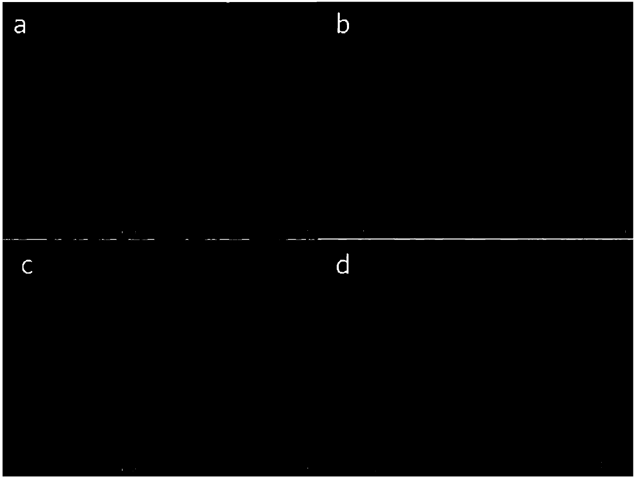 Absorbable starch microsphere hemostatic powder with antibacterial activity and application thereof