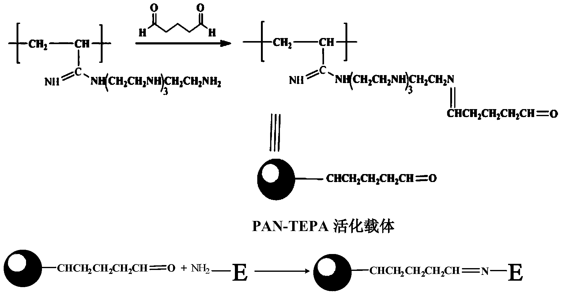 Method for flexibly immobilizing papain by using modified polyacrylonitrile resin