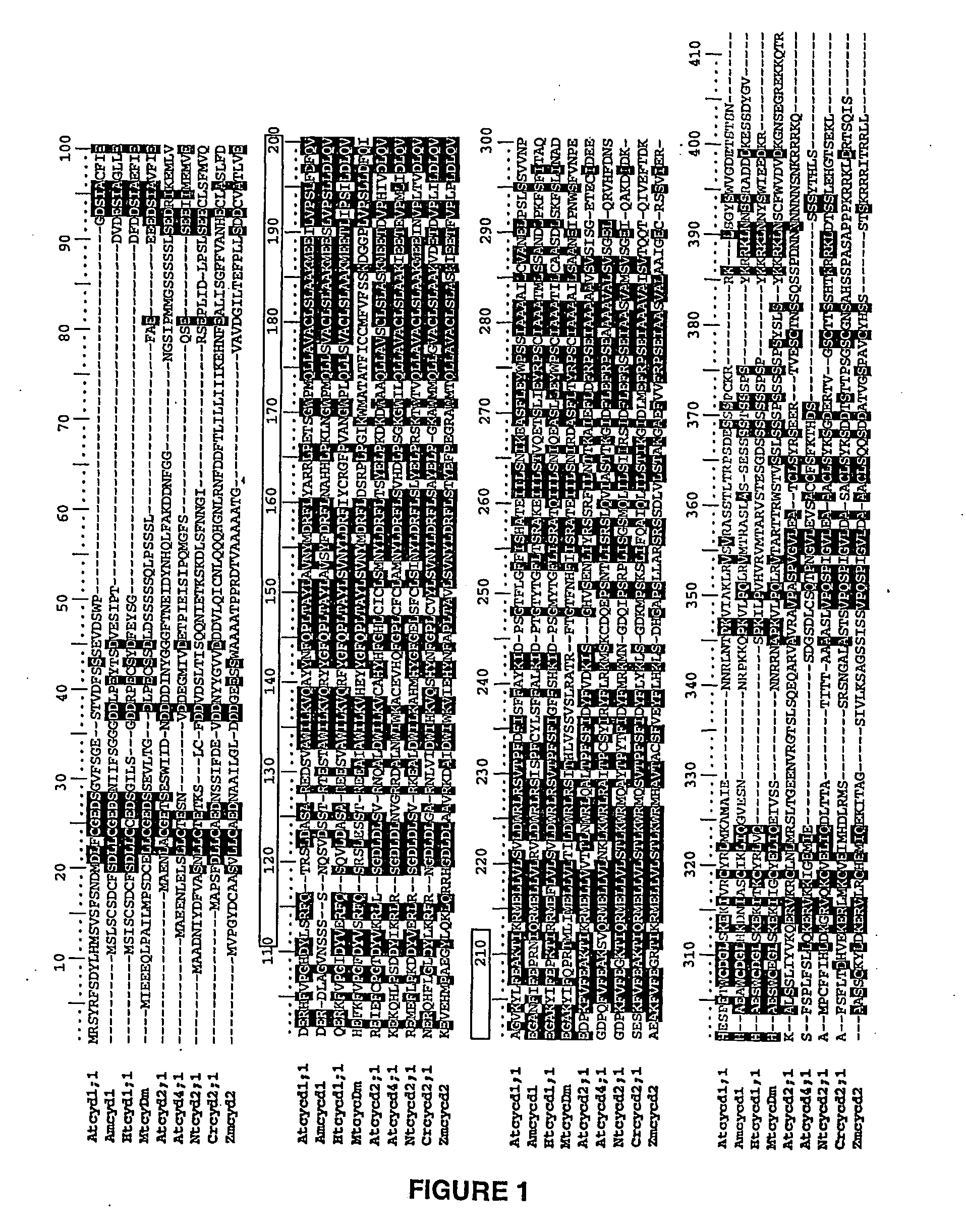 Novel plant cyclin