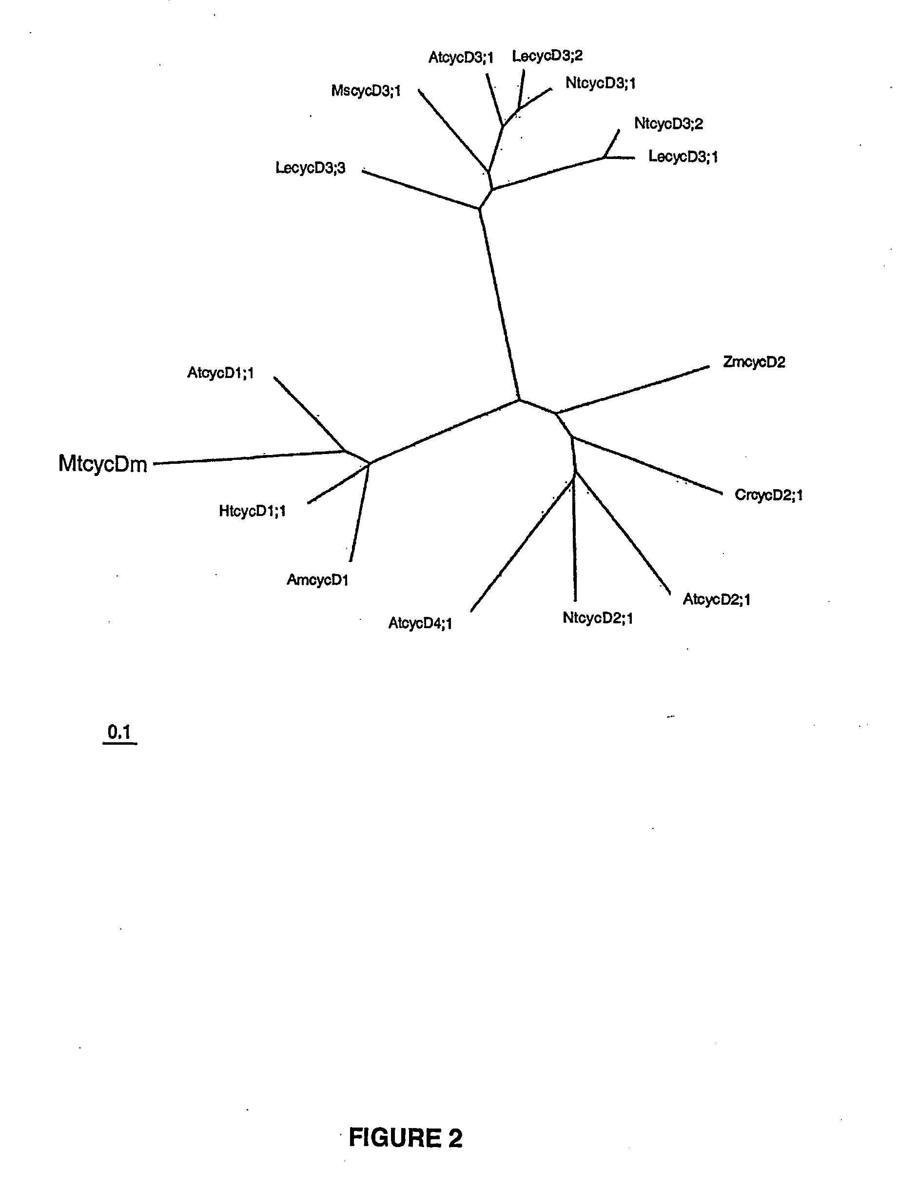 Novel plant cyclin