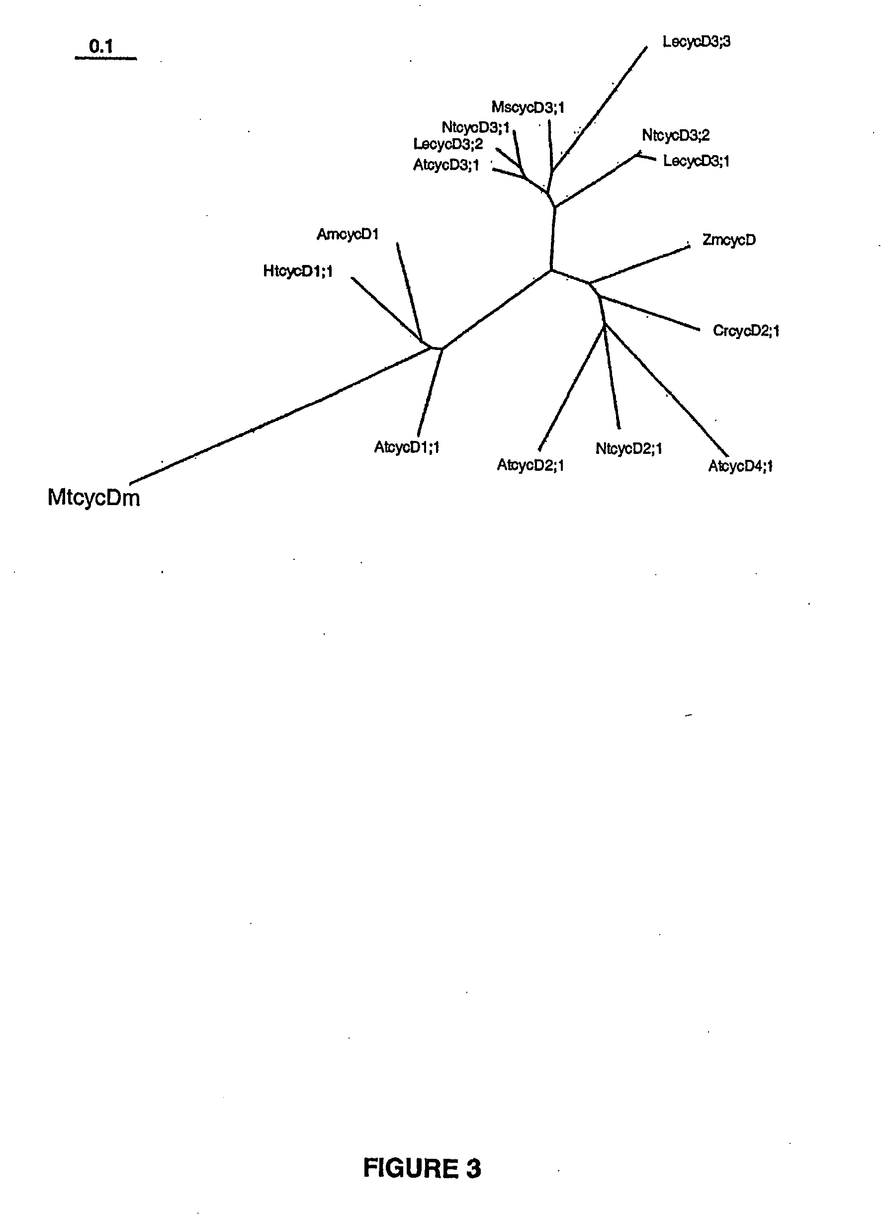 Novel plant cyclin