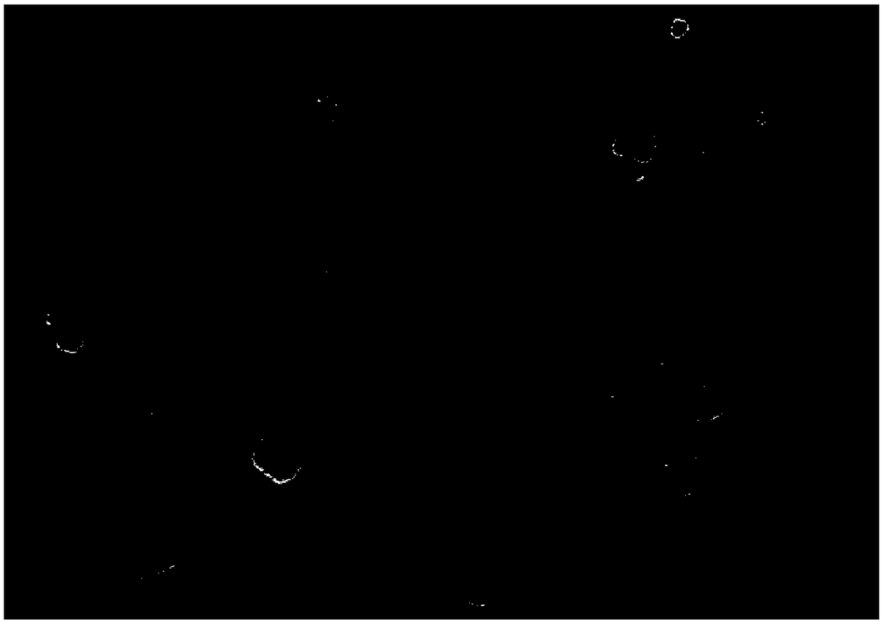 Preparation method of porous hollow carbon microsphere co-doped with oxygen and nitrogen