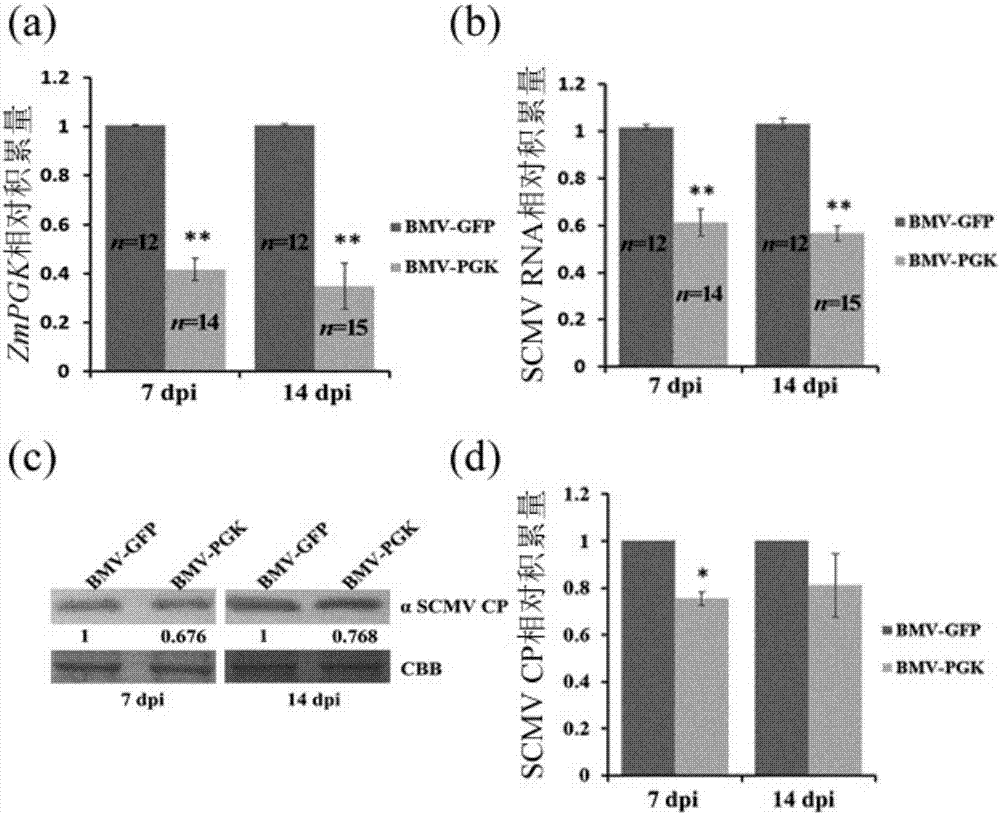 Application of ZmPGK gene to prevention and treatment of maize dwarf mosaic disease