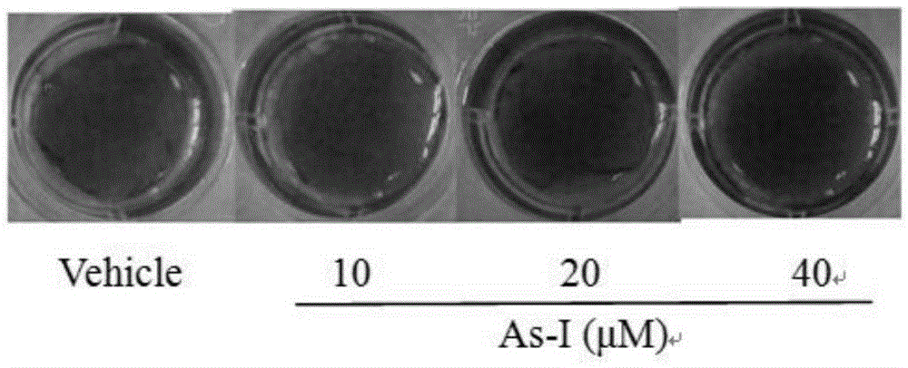 Application of astragalus saponin I to treating osteoporosis