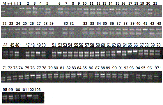 Method for identifying purity of hybrid seed by rapidly extracting eggplant single seed DNA