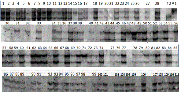 Method for identifying purity of hybrid seed by rapidly extracting eggplant single seed DNA