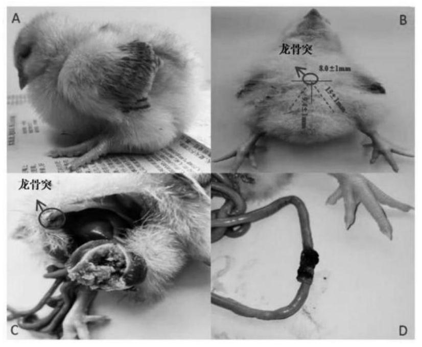 Separation and purification method of eimeria tenella sporozoite and inoculation method