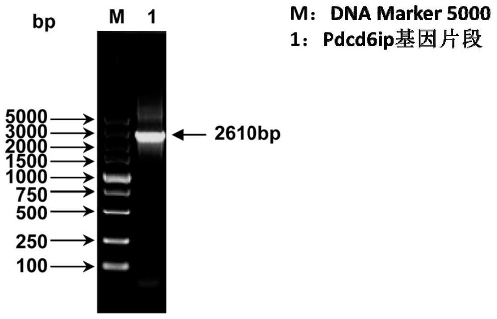 Isolated carp antiviral protein pdcd6ip and its antiviral activity