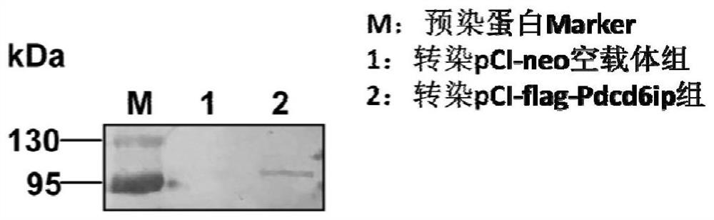 Isolated carp antiviral protein pdcd6ip and its antiviral activity