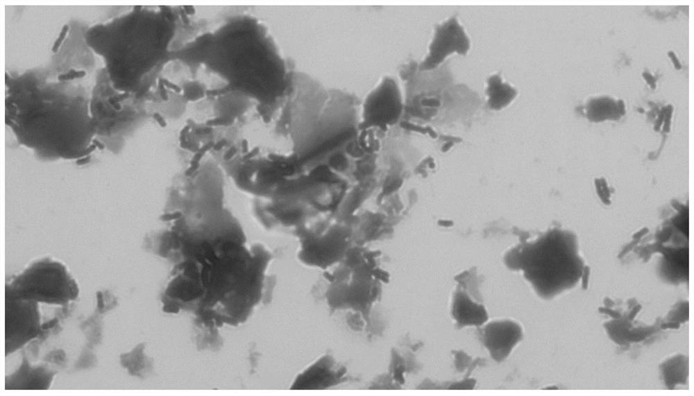 Postbiotic compound, preparation method and application thereof in resisting helicobacter pylori and gastrointestinal diseases