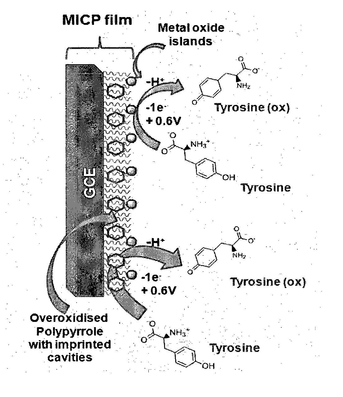 Molecularly Imprinted Conducting Polymer Film Based Aqueous Amino Acid Sensors