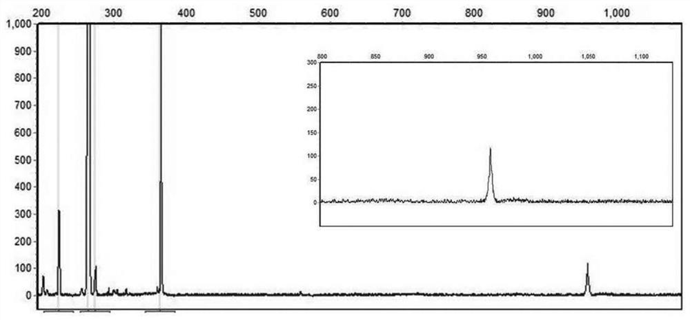 Neuronal intranuclear inclusion disease NOTCH2NLC gene GGC repeat amplification detection kit