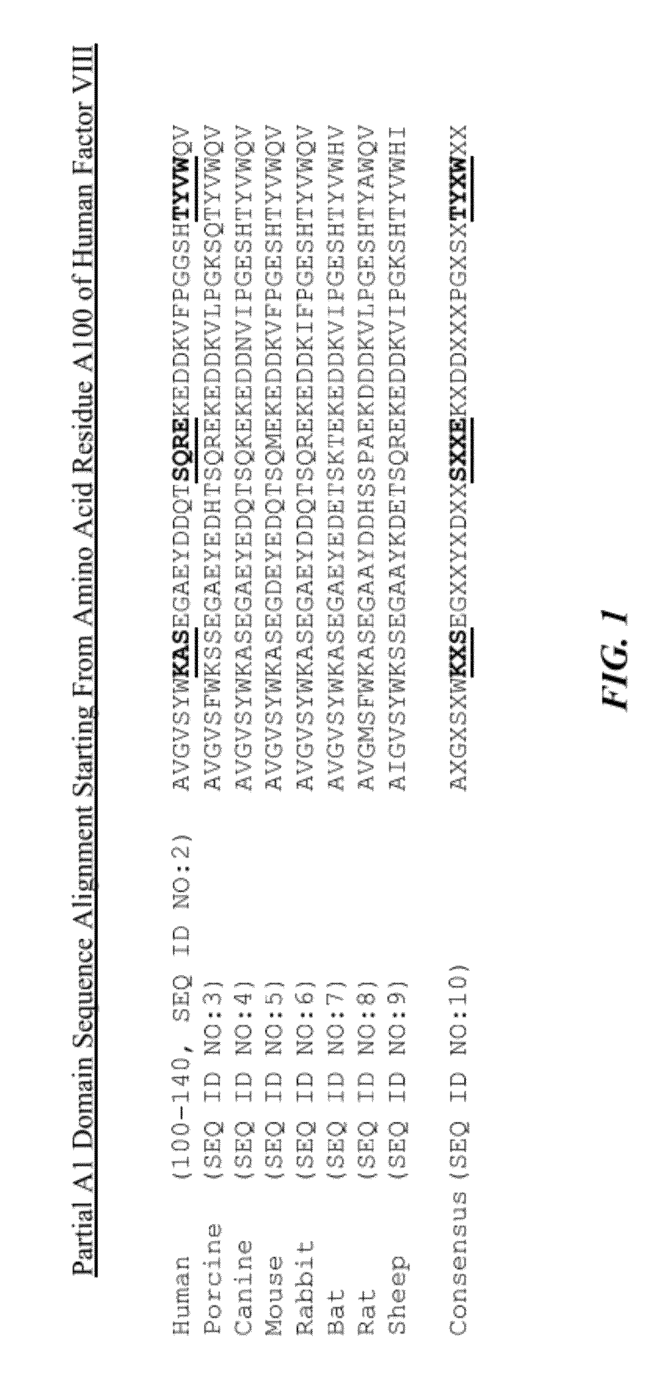 Recombinant factor VIII having enhanced stability following mutation at the A1-C2 domain interface