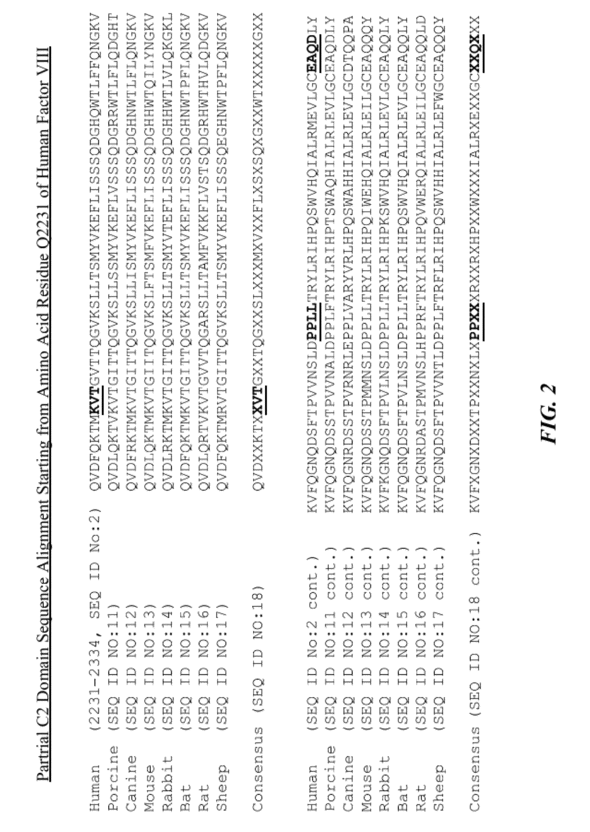 Recombinant factor VIII having enhanced stability following mutation at the A1-C2 domain interface