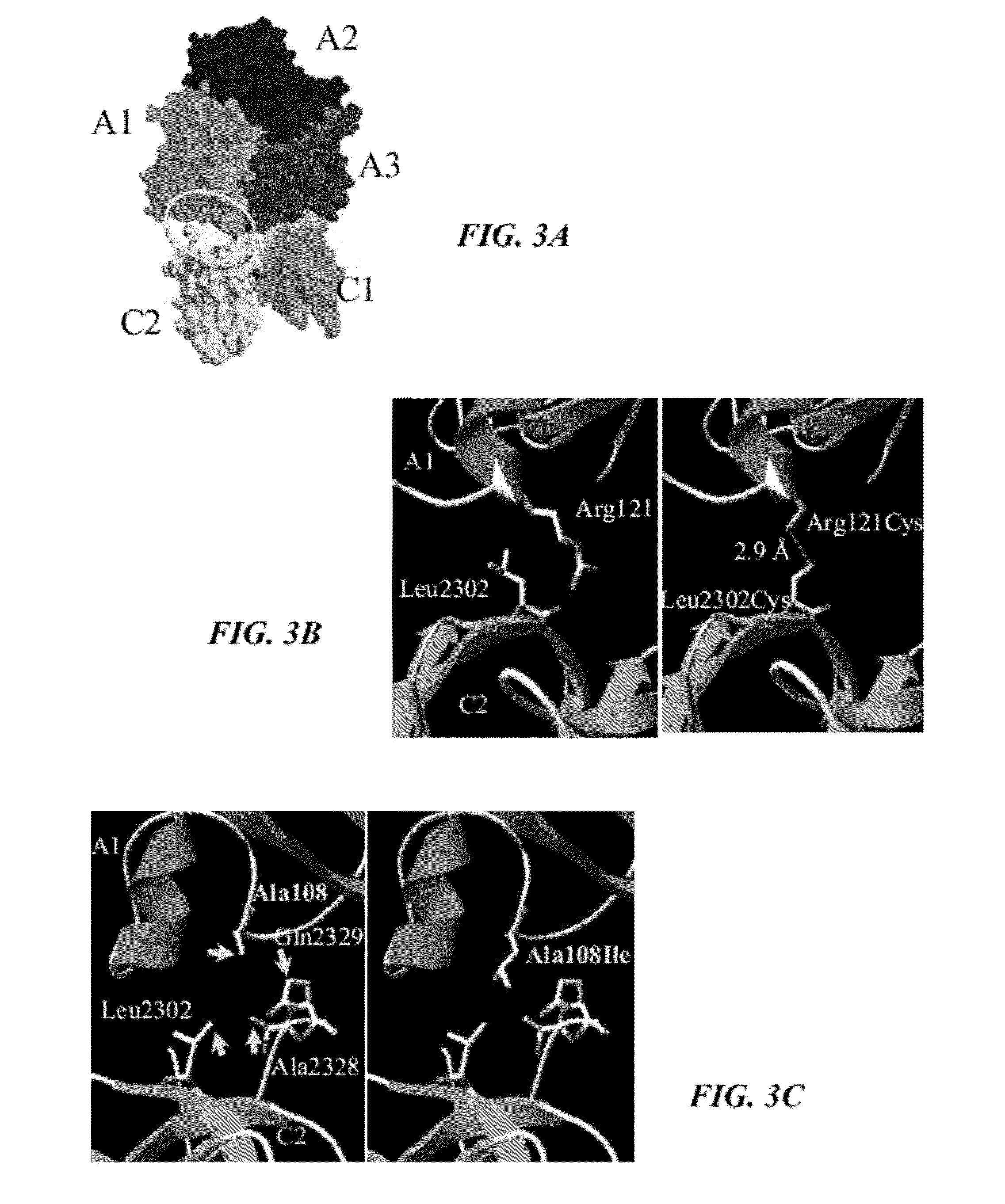 Recombinant factor VIII having enhanced stability following mutation at the A1-C2 domain interface