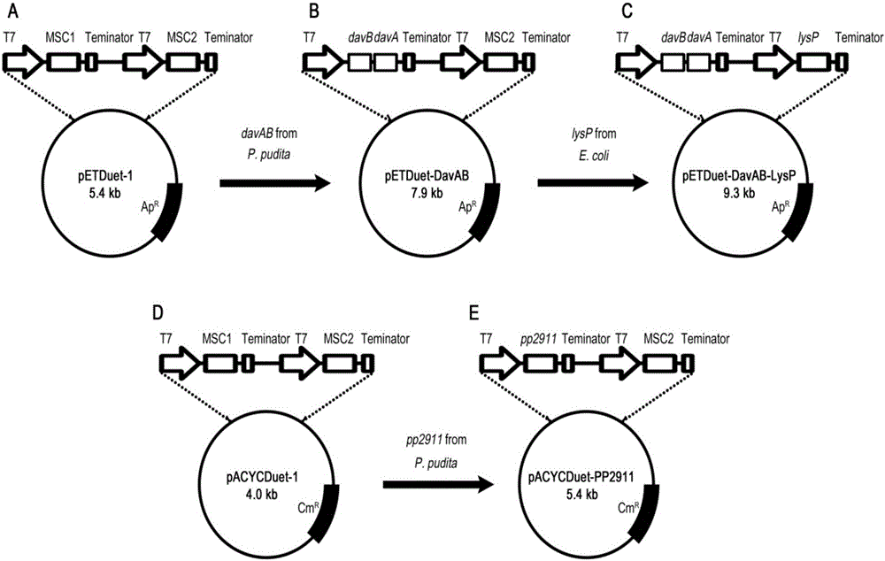 Method for accelerating biological production of 5-aminovaleric acid