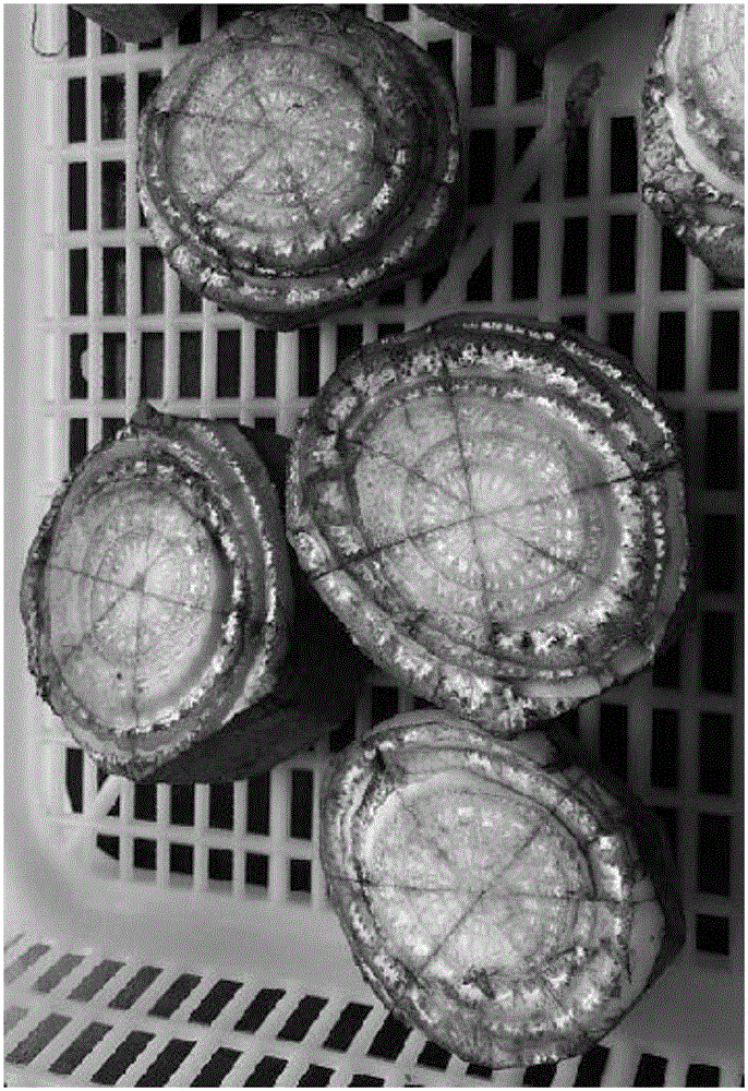 Method for rapid propagation of banana seedlings based on suckers