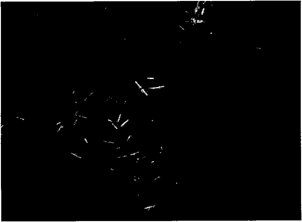 Application of 5'-AMP for treating urarthritis