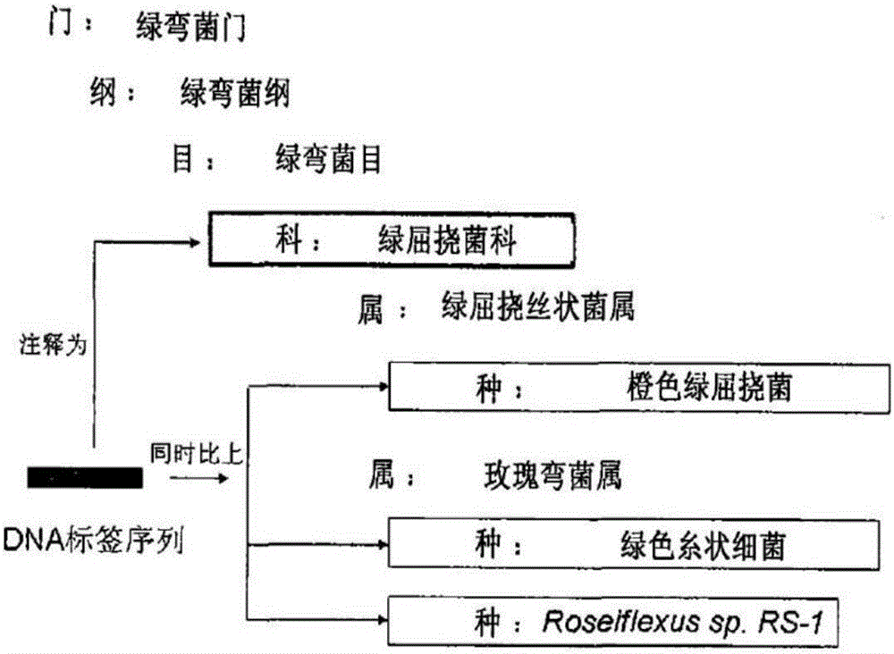 Microorganism detection and identification method and system