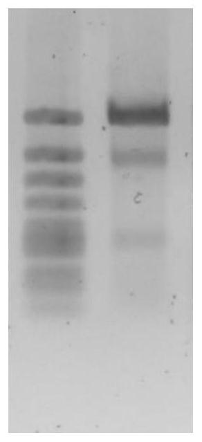 A kind of preparation method of transgenic chicken oviduct bioreactor