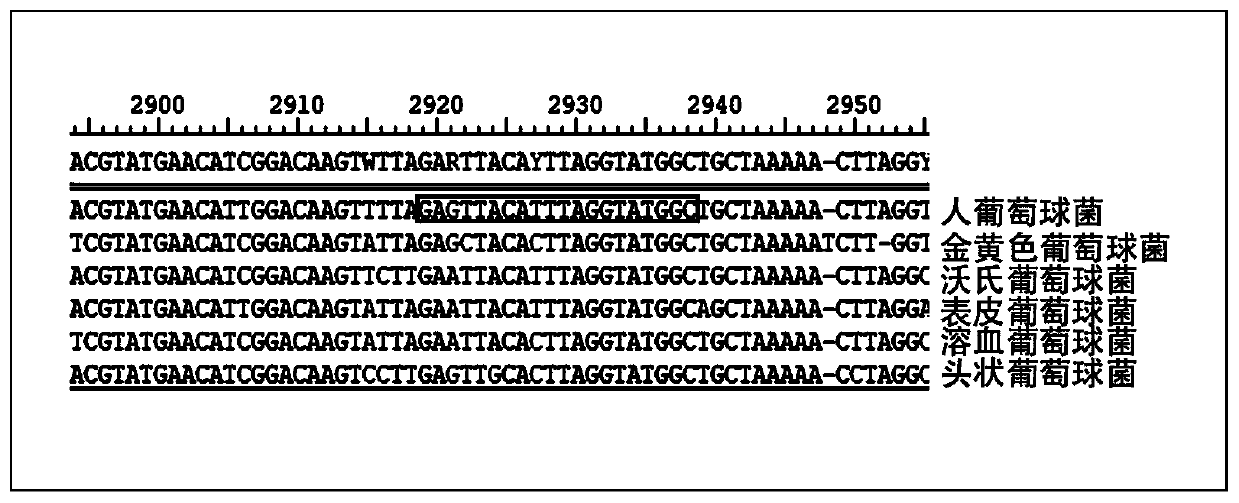 Kit for detecting staphylococcus hominis