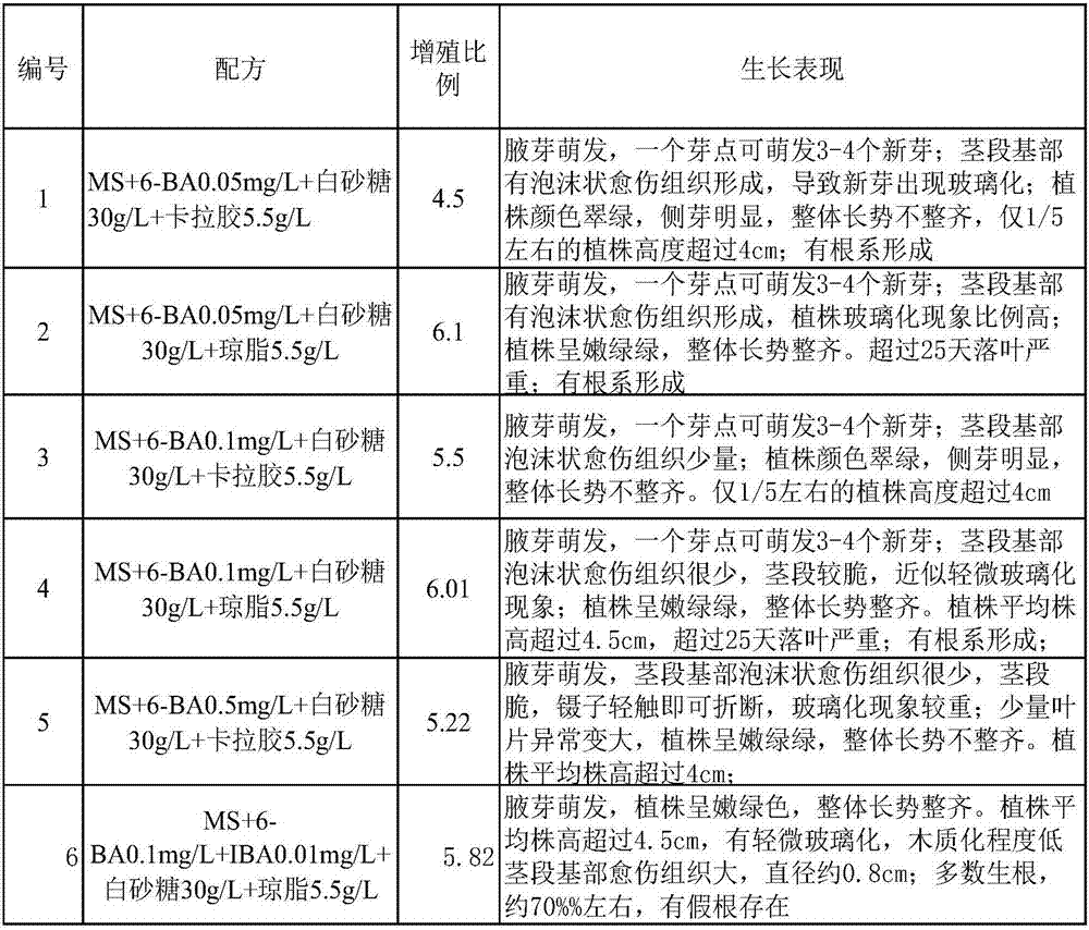 Tissue culture method of tissue culture seedling of moringa oleifera